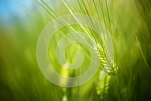 Young Green Wheat Crops Field Growing in Cultivated Plantation