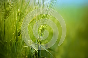 Young Green Wheat Crops Field Growing in Cultivated Plantation photo