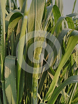 Young green wheat crops growing in cultivated agricultural field. Jalandhar photo