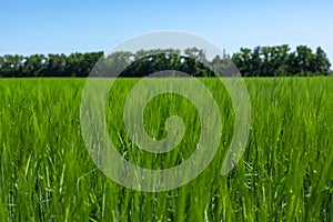 Young green wheat ears against the background of trees and blue sky