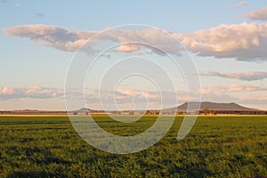 Young green wheat on the fertile plains of Bellata, NSW, Australia