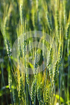Young Green Wheat Field
