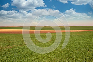 Young green wheat field agriculture