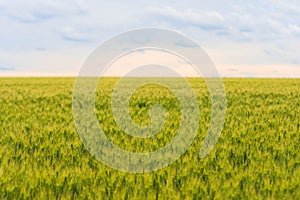 Young green wheat field, a beautiful colorful landscape with the blue cloudy sky at sunset, selective focus