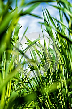 Young, green wheat in a field in early spring