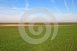 Young green wheat field landscape