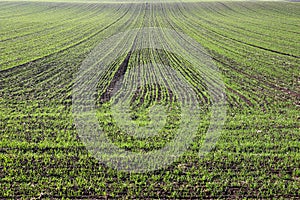 Young green wheat field spring