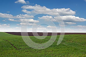 Young green wheat field spring season