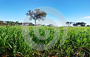 Young green wheat growing in soil