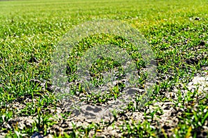 Young green wheat growing in soil. Green grass on the field