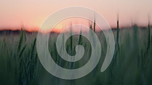 Young green wheat growing on sunny field at summer sunrise or sunset.