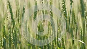 Young green wheat growing on sunny field at summer sunrise or sunset.