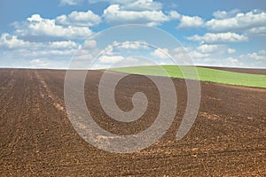 Young green wheat and plowed field landscape