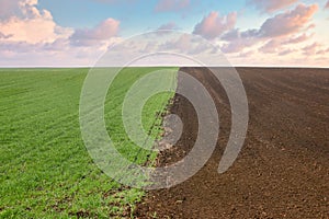 Young green wheat and plowed field landscape in springtime