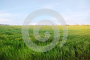 Young green wheat seedlings growing in a field. Agriculture. Farming. Cultivation of wheat and grain crops. Selective soft focus