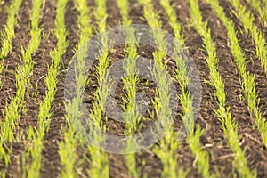 Young green wheat seedlings growing in a soil. Agriculture and agronomy concept. Nature background with selective focus