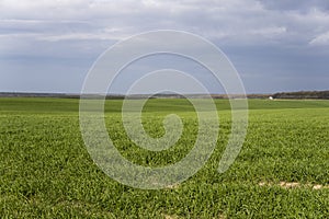 Young green wheat seedlings growing in soil on a field. Close up on sprouting rye on a field. Sprouts of rye. Sprouts of