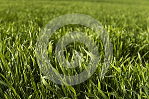 Young green wheat seedlings growing in soil on a field. Close up on sprouting rye on a field. Sprouts of rye. Sprouts of