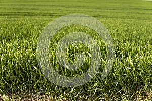 Young green wheat seedlings growing in soil on a field. Close up on sprouting rye on a field. Sprouts of rye. Sprouts of