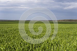 Young green wheat seedlings growing in soil on a field. Close up on sprouting rye on a field. Sprouts of rye. Sprouts of