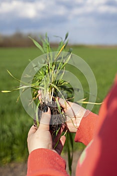 Young Green wheat seedlings in the hands of a farmer. Ripening ears of wheat field. Checking wheat field progress.The