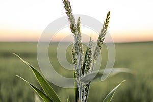 Young green wheat sprouts with a wheat field on background. Unripe cereals. Close up on sprouting wheat.