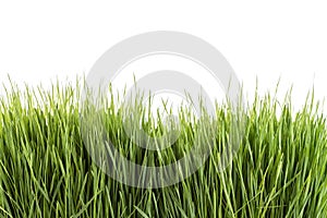 Young green Wheatgrass studio shot isolated on white