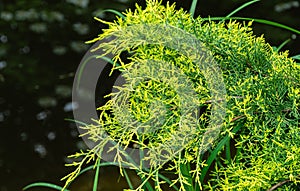 Young green with yellow tops twigs of Juniperus pfitzeriana or Juniperus media Golden Saucer.