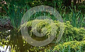 Young green with yellow tops twigs of Juniperus pfitzeriana or Juniperus media Golden Saucer. Juniper grows on pond shore photo