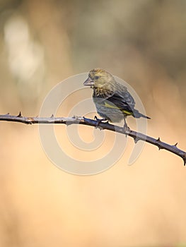 Young greenfinch on a thorn