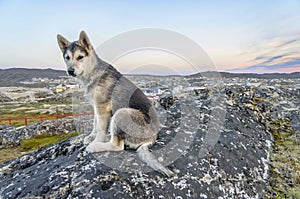 Young Greenland Husky sitting in front of Ilulissat