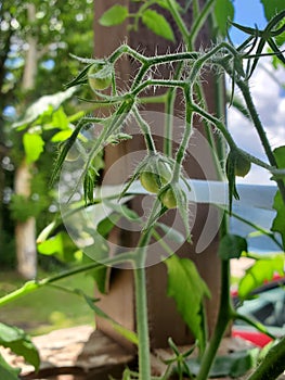 Young GreenTomatoes plants