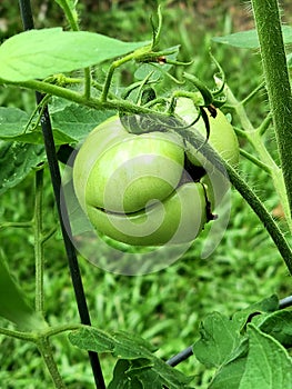 Young GreenTomatoes plants