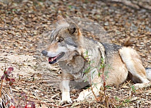Young gret wolf laying in dry leaves