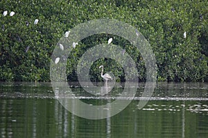 Young Grey American Flamingo in Caroni Swamp in Trinidad and Tobago