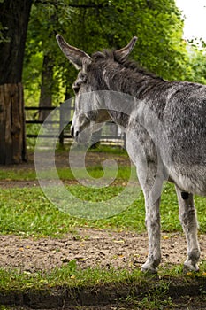 a young grey donkey, portrait