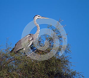 Young grey heron, ardea cinerea