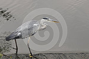 Young grey heron hunting in the river stour dorset england
