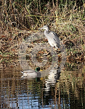 Young grey heron in wetlands