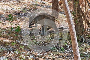 Young Grey Kangaroo in the forest, WA, Australia
