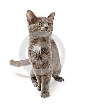 Young Grey Kitten Walking Forward on White