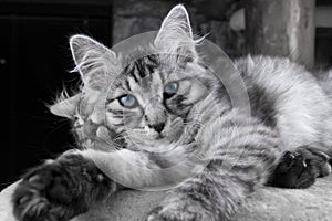 Young grey Maine Coon cat with blue eyes is lying and posing to camera. Beautiful little cat looking to camera before sleeping. Sl