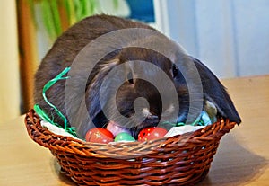 Young grey rabbit with flappy ears, sitting in easter egg nest
