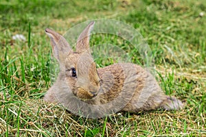 Young grey rabbit on grass.