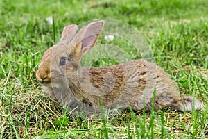 Young grey rabbit is lying on grass.