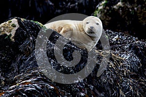 Young Grey Seal