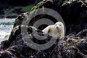 Young Grey Seal