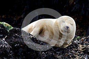 Young Grey Seal