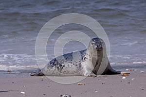 Young grey seal