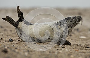 Young grey seal
